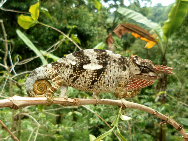 Kameleon in Mazumbai Tanzania