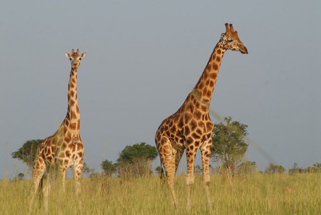 Uganda Afrika giraffe