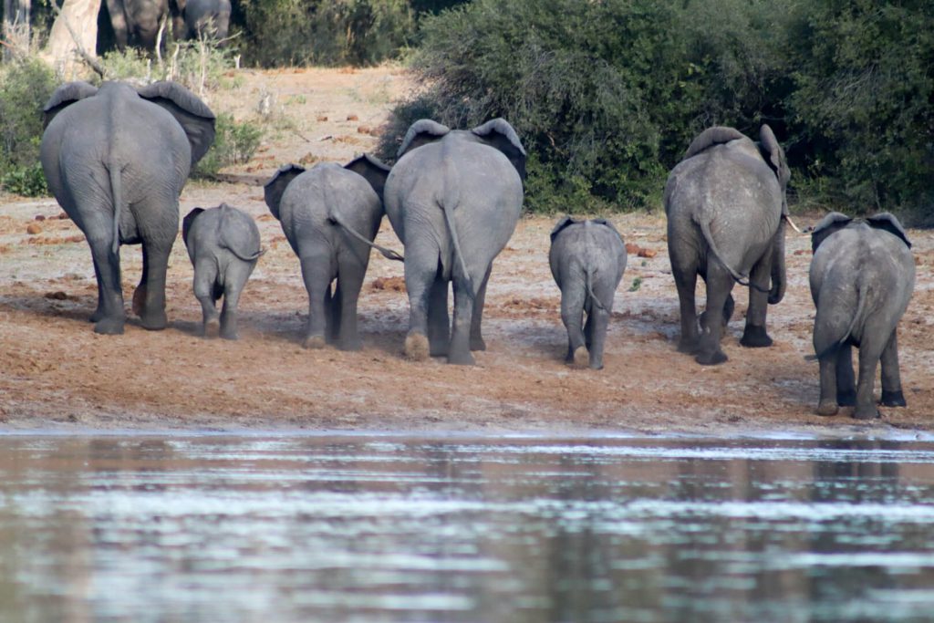 Olifanten Roadtrip Afrika