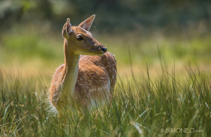 New Forest Engeland