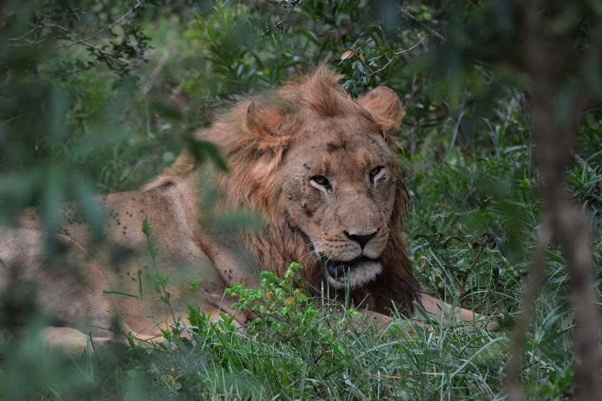 © Safari in Lesotho