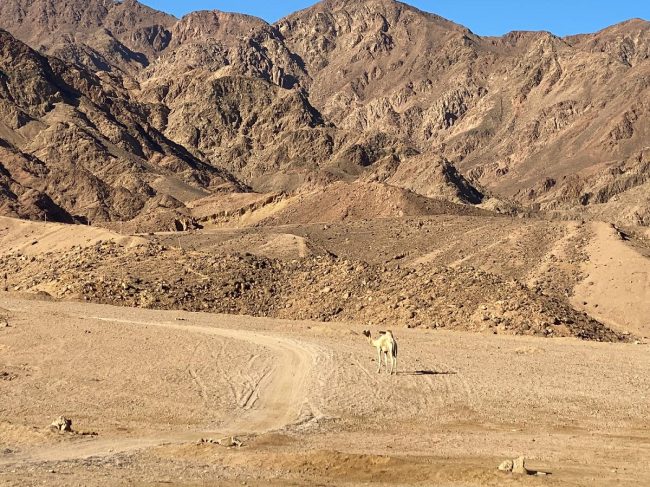 Dahab (1)