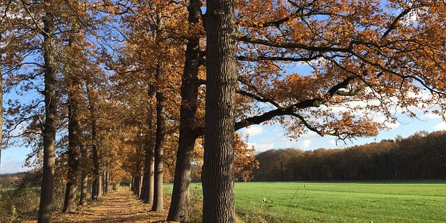 bomenlaan utrechtse heuvelrug